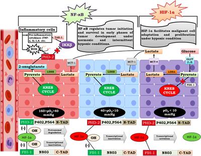 NF-κB mediated regulation of tumor cell proliferation in hypoxic microenvironment